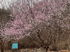 -北京西山国家森林公园