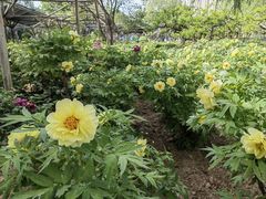 -洛阳市隋唐城遗址植物园