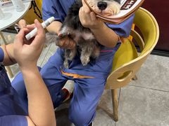 -半岛宠物医院24小时·内窥镜·牙科·碎石中心(府城大道店)