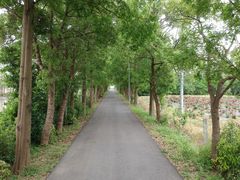 -上海长兴岛郊野公园