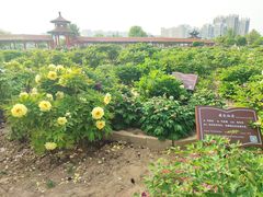 -曹州百花园