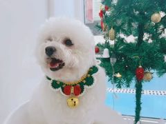-宠福鑫康馨动物医院·骨科·眼科