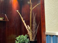 -三强鸽子(中原路店)