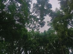 -名树园