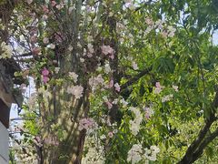 -深圳国际园林花卉博览园