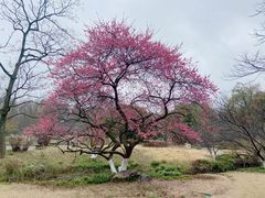 -杭州植物园