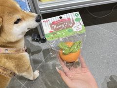 -帕帕拉兹宠物(亚洲旗舰店)