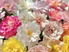 -循礼门鲜花花市(武汉循礼门店)