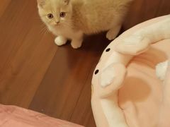 -lincat·猫舍(广州店)