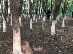 -亲兄弟真人CS团建拓展基地