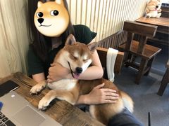 -柴源莊·柴小宠柴犬咖啡