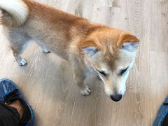 -浣熊柯尔鸭土拨鼠·电玩咖
