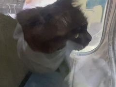 -佳怡动物医院·平价24小时·猫专科骨外科