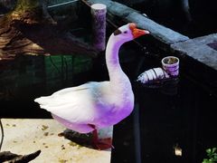 -优之名鹅城