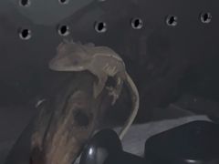 -酷以爬仙阁实体爬宠店·守宫·蜥蜴·专业繁育