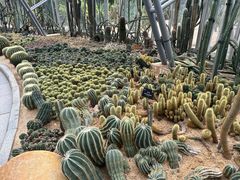 -深圳市中科院仙湖植物园