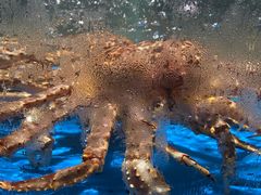 帝黄蟹-徐记海鲜(南油永新汇店)