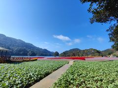 -广州市石门国家森林公园