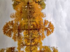 -金塔沙漠胡杨林景区