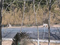 -西霞口神雕山野生动物世界