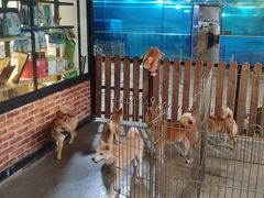 -柴犬高等学院·狗咖·柴犬售卖·宠物训练