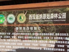 -西双版纳原始森林公园