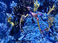 -新加坡海洋生态馆