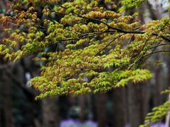 -上海共青森林公园