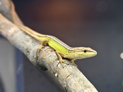 -上海大自然野生昆虫馆(东方明珠·爬宠昆虫探索中心)