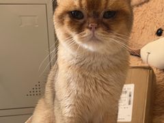 -平行世界·猫咖(首经贸店)