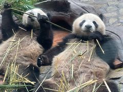 -乐和乐都动物主题乐园