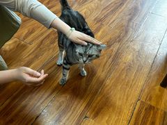 -猫爪屋猫咖(乐汇城店)