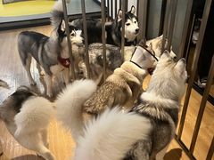 -Husky Go! 哈士奇体验馆·宠物咖啡厅狗咖