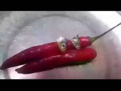 -橘子洲头湘菜馆