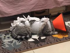 -美联众合动物医院·24h京西诊疗中心