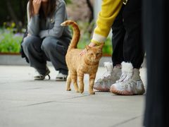 -肖记公安牛肉鱼杂馆· 省级非物质文化遗产(仁和路店)