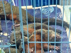 -青石桥花鸟鱼虫市场(叠翠城店)