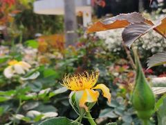 -人民公园(罗湖区)