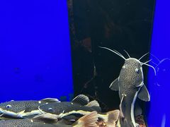 -沙沙哗啦海洋馆(华宇百花谷店)