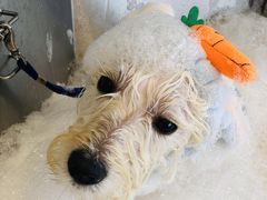 -PETKIT小佩宠物(古北店)