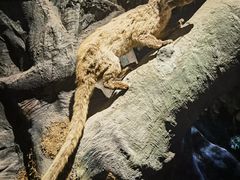 -昆明动物博物馆