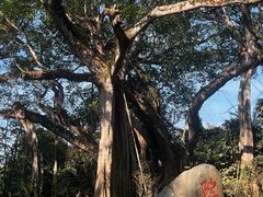 -瑞丽独树成林风景区