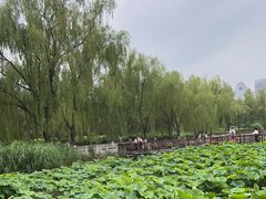 -莲花池公园