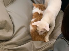 -飞行喵MR PILOT|猫舍·猫咖(静安大融城店)