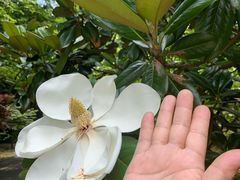 -上海滨江森林公园