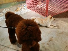 -more than meow吴止猫主题餐厅(承德 中船汇店)