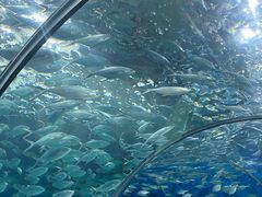 -上海海洋水族馆