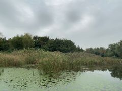 -同里国家湿地公园
