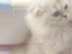 -喵的天空名猫咖啡馆·撸猫·猫舍·用品