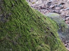 -火炉山森林公园